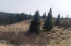 Teren 9.000 mp in Balce?ti, Beli?- aproape de lac, ideal pentru cabane - 4
