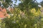 Apartament 2 camere, 50 mp, etaj 2, renovat 2026, nemobilat, zona Flor - 4