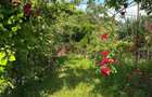 Vand casa in localitatea Halmeu - 1