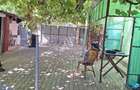 Vand casa in com Macea, Arad - 2