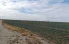 Ferma Agricola 1.350 HA Grad de Comasare 9697%, Jude?ul Arad - 13