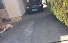 Casa in Cantemir cu 3 dormitoare, living, bucatarie, 2 bai,teren 475mp - 7