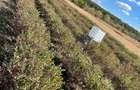 Plantatie Aronia de 12 ani, 5300 mp,intabulat intravilan - 3