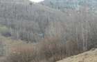 Vanzare teren intravilan - Valea ierii 15.000mp - 3
