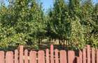 Teren intravilan 1.200+ mp | Livada & Acces privat 7m | Salcioara - Jurilovca - 6