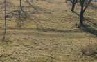 Vand teren cu vie in Dumbravi?a (Baia Mare) - 15