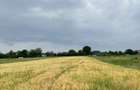 TEREN INTRAVILAN DE VANZARE ALESD BIHOR - 5