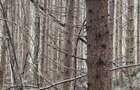 De vanzare 2 Hectare de Padure Brad Douglas Duplex Oportunitate Unica - 7