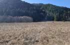 Teren Intravilan | Schitu Tarcau | 2089MP | Izvor | Platou - 10