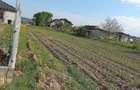 Teren intravilan de vanzare in Osorhei - 3
