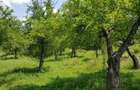UNIC ! 5000 mp Muscel Campina, Fantana cu ciresi,Voila, padure, ideal vile pensiuni - 5