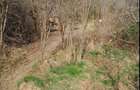 Vand teren intravilan - 1