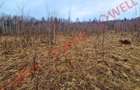 Teren agricol de 23535 mp, în Vama Buzăului - 4