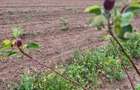 Teren agricol de 700 mp, în Săliște - 2