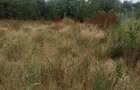 Teren intravilan de 1800 mp, în Sohatu - 5