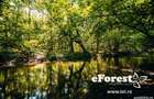 Loturi de teren in eForest, dupa Buftea, cu acces direct la DN1A - 1