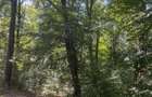 Domeniu forestier 50 ha | Privelisti spectaculoase | La 1 ora de Bucuresti | Investitie unica - 4