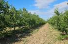 Plantatie de nuci pe rod, 14 ha, 2.000 pomi - 1