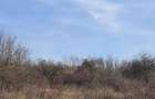 De vanzare doua hectare teren extravilan Corbita