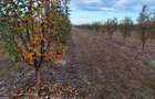 Vand ferma pomicola 12 hectare