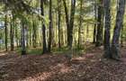 TEREN Intravilan 500-1000mp | Cadru natural deosebit | OCAZIE DE INVESTITIE