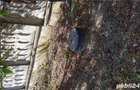 Casa de vanzare in sat Bistret, comuna Devesel, Judet Mehedinti - 4