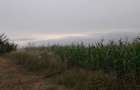 Vand teren Ciurbesti intre padure si case - 3