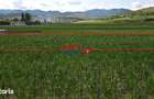 Teren de vanzare Ighiu 1500mp - 3