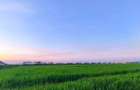 TEREN DE VANZARE 4.9 Hectare - 3