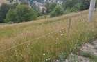 Teren de 8000 mp, în Arieșeni - 2