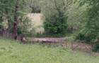 Vand Teren (Valea Doftanei) - 5