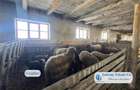 Antony Estate | Oportunitate de investitie, Ferma Padurea Galbena - Cehal, Marghita - 14