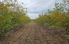 Vanzare plantatie/ferma de nuci, 2000 pomi, 14ha, Prahova - 1