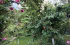 Casa cu piscina si gradina de vis in centrul Domnestiului - 16