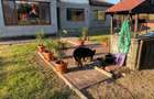Casă cu 3 camere în Târnăveni - 3