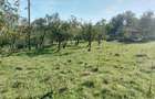1,5 ha cu 2 case vechi, livada si izvor langa Via Transilvanica - 1