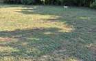 Vand Teren loc. Sandra, Timis - 1
