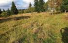 Vand teren intravilan in Belis - 2