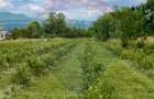 Teren intravilan 6.900mp BREB MARAMURES - 3