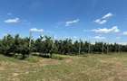Ferma CIRESE BIO la Cheie - Giurgiu 9.71HA - Afacere la cheie - 3