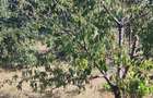 Teren intravilan de vanzare - 4