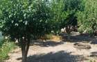 Casă cu 3 camere cu Teren 800 Mp în Cobadin - 34