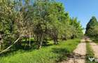 Intravilan 572 mp , loc de casa , zona padure Baicoi Prahova - 7