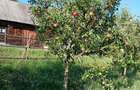 Teren agricol cu casa de lemn - 1