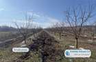 Antony Estate | Oportunitate de investitie, Ferma Padurea Galbena - Cehal, Marghita - 8