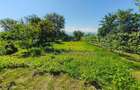 Casa cu gradina roditoare si teren 3000 m2 de vanzare Sacadate, Sibiu / House with Garden and 3000 m2 Land for Sale Sacadate, Sibiu - 8