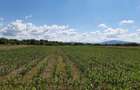 Teren agricol extravilan Podu Oltului la limita UAT Harman si UAT Prejmer (Lunca Calnicului) 2 euro mp - 5
