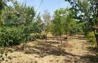 DE VANZARE Casa cu gradina mare in Lugoj - 3
