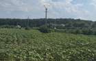 Teren Snagov Ghermanesti Ciofliceni - 5