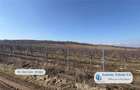 Antony Estate | Oportunitate de investitie, Ferma Padurea Galbena - Cehal, Marghita - 2